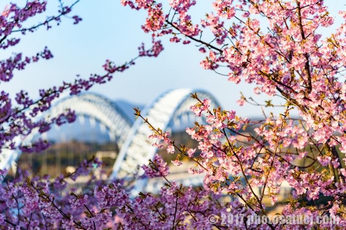 西海橋公園に咲く河津桜