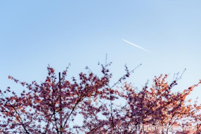 西海橋公園に咲く河津桜と飛行機