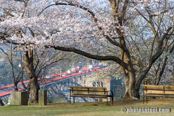 長崎 西海橋公園の桜