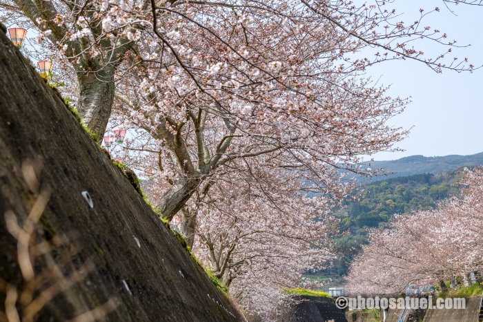 琴海桜まつり
