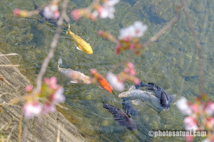 琴海桜まつり